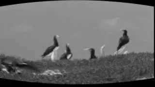 Old TV Effect - Malcolm Krause