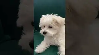 Sevimli dostlarımız 😺🐕🐩🐈‍⬛🐈#cat #cats #dog #dogs #youtube #sevimlipatiler #sevimlikediler #video