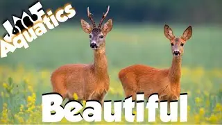 Red Deer visits my pond