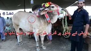 قربانی کے جانور پر قدرتی طور پر “اللٌہ” واضح لکھا ہوا - Biggest DONDA Beauty written  ALLAH on Skin