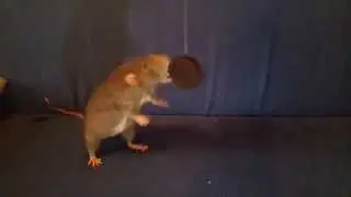 Wonder if I gave an Oreo to a big blue rat