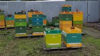 обстановка по мёду  на 30.07.2024г #bee #beekeeper #beekeeping