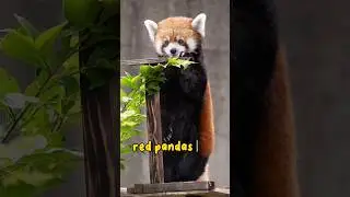 The Red Panda: The Original Panda