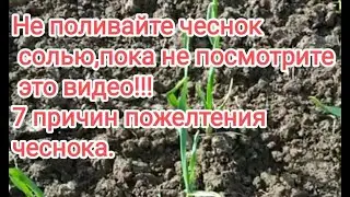 Прежде чем поливать чеснок солью,посмотрите это видео! Семь причин пожелтения листьев чеснока