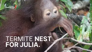 JULIA SUCKS TERMITES FROM CHUNKS OF TERMITE NEST!