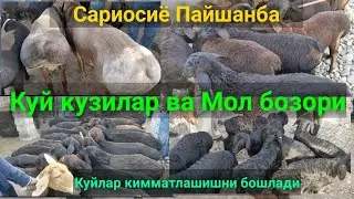 Сурхондарё Сариосиё Пайшанба КУЙ ва КУЗИЛАР Мол бозори. 10.06.2021й