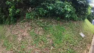 V360. Meeting with lizard in Singapore Politechnic.
