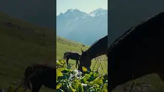 Wild Horses of Georgia  