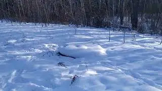 Ліс Канади ч.1