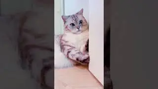 Как настроить звучание своего котика.