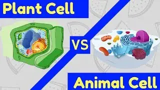 Plant Cell vs Animal Cell | 3 Key Differences