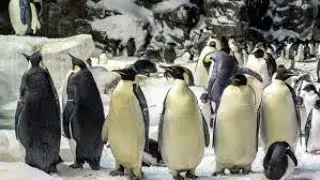 Emperor Penguins and other penguins swimming and enjoying the Sea World in San Diego