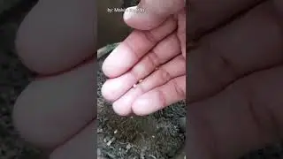ROSE SEED