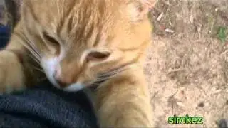 Кот ,который рвёт штаны