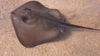 Морской кот или  игра в догонялки  под водой.