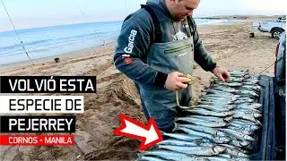 Mirá esta PESCA de CORNOS. Otro año con pejerrey de manila #pesca #pejerrey #fishing