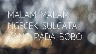 malam-malam ngecek sulcata yg pada bobo