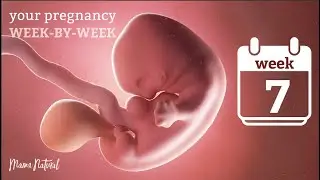 7 Weeks Pregnant - Natural Pregnancy Week-By-Week