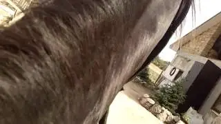 Лошадь пошла не туда