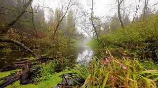 Осенняя речка
