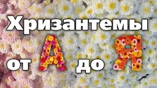 Опыт выращивания кустовых хризантем от южноуральского цветовода. Учтите эти советы