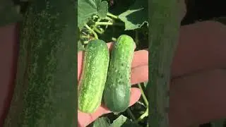 Огурцы. ОКТОПУС, АКОРД. 2 сентября. Массовый сбор.