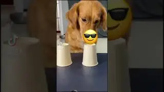 Funniest Dogs compilation - Try not to laugh 😂😂 | Amazing petsTV