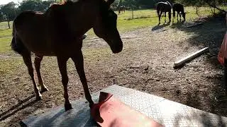 Horsing around Ranch