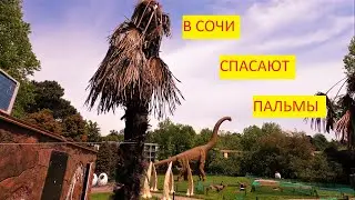 Сочинские пальмы надо спасать