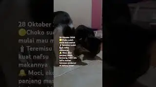 28 oktober 2024, update kondisi anabul
