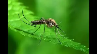 Натуральные средства для ЗАЩИТЫ ОТ КОМАРОВ