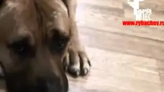 мое измененое видео