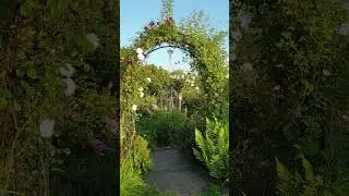 Розы и июньский вечер 2023.