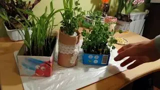Выращиваем зелень зимой без земли.