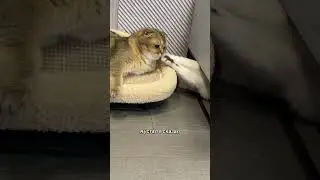 Рыжий вставай