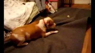 Charge!!!