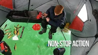 THE BEST Perch Fishing I've EVER Experienced.