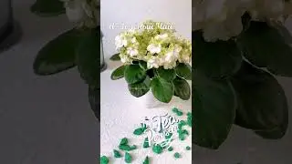 #beautifulflowers