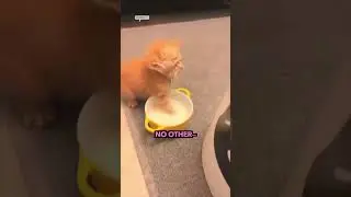 3 ways kitten drinks milk  🥹🐱🗣️ #kitten #meow #cat