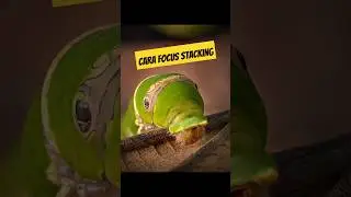 Focus Stacking Foto Macro #infofotografi #macrofoto #tutorialfoto