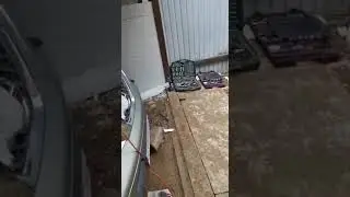 КОГДА У КОШЕК ВЫХОДНОЙ/ ПОЛЕВЫЕ МЫШИ ХОДЯТ УЖЕ  ПЕШКОМ В МЕТРЕ ОТ ЧЕЛОВЕКА