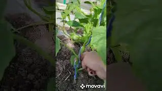 подвязка и формирование огурца в один стебель
