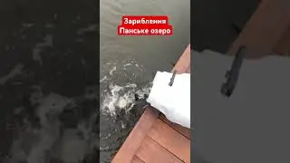 Зариблення 2023. Закинули коропа, білого амура