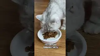 Почему кот стал больше есть #кошка #кот #коты #котики