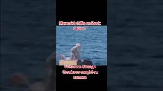 Strange creatures caught on camera