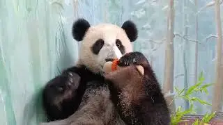 КакоВа красОта МоскОвский зооПарк🐼👀🤣😍🔥👍bAby Panda MOScow zOo🐼👀🤣😍🔥👍