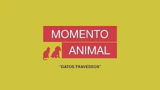 Gatos Travessos - Momento Animal