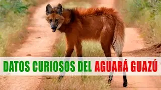 Aguará guazú, Lobo de crin, Borochi | Datos curiosos de animales