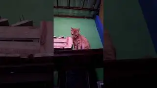 Si Kocheng Oren Makan Plastik