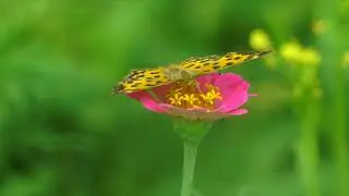 Mind healing Music, Relaxing Music for Stress Relief.
